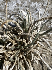 Ivesia kingii eremica