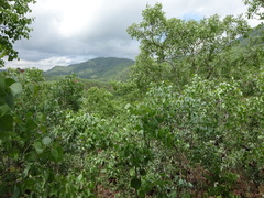 Eucalyptus alba