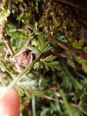 Asplenium anogrammoides
