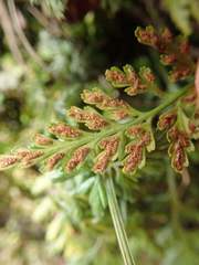 Asplenium anogrammoides