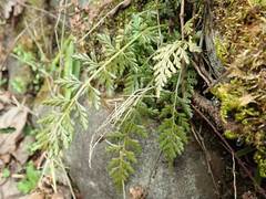 Asplenium anogrammoides