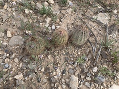 Echinomastus intertextus dasyacanthus