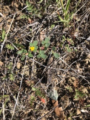 Acmispon brachycarpus