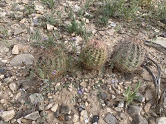 Echinomastus intertextus dasyacanthus