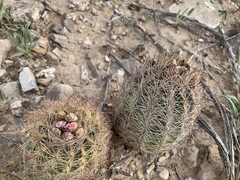 Echinomastus intertextus dasyacanthus