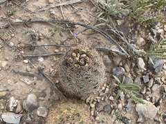 Echinomastus intertextus dasyacanthus