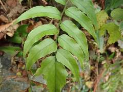 Cyrtomium laetevirens