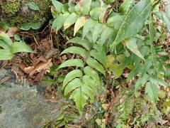 Cyrtomium laetevirens