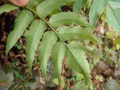 Cyrtomium laetevirens