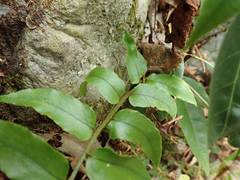 Cyrtomium laetevirens