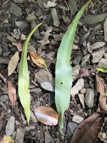 Loxogramme salicifolia iNat (3)