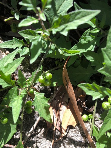 Solanum opacum
