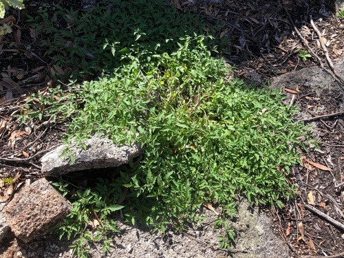 Solanum opacum