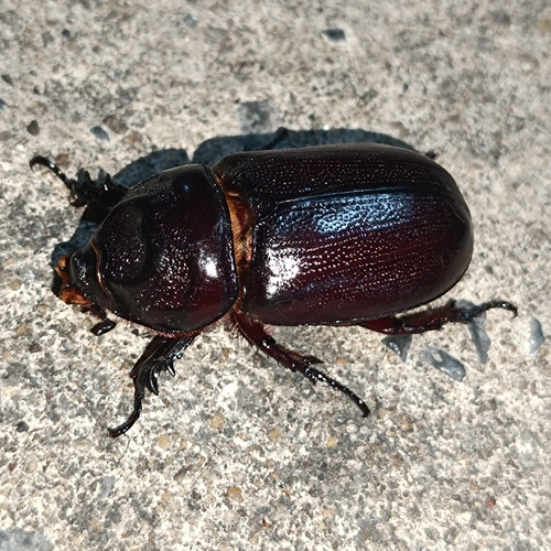 Coconut Rhinoceros Beetle