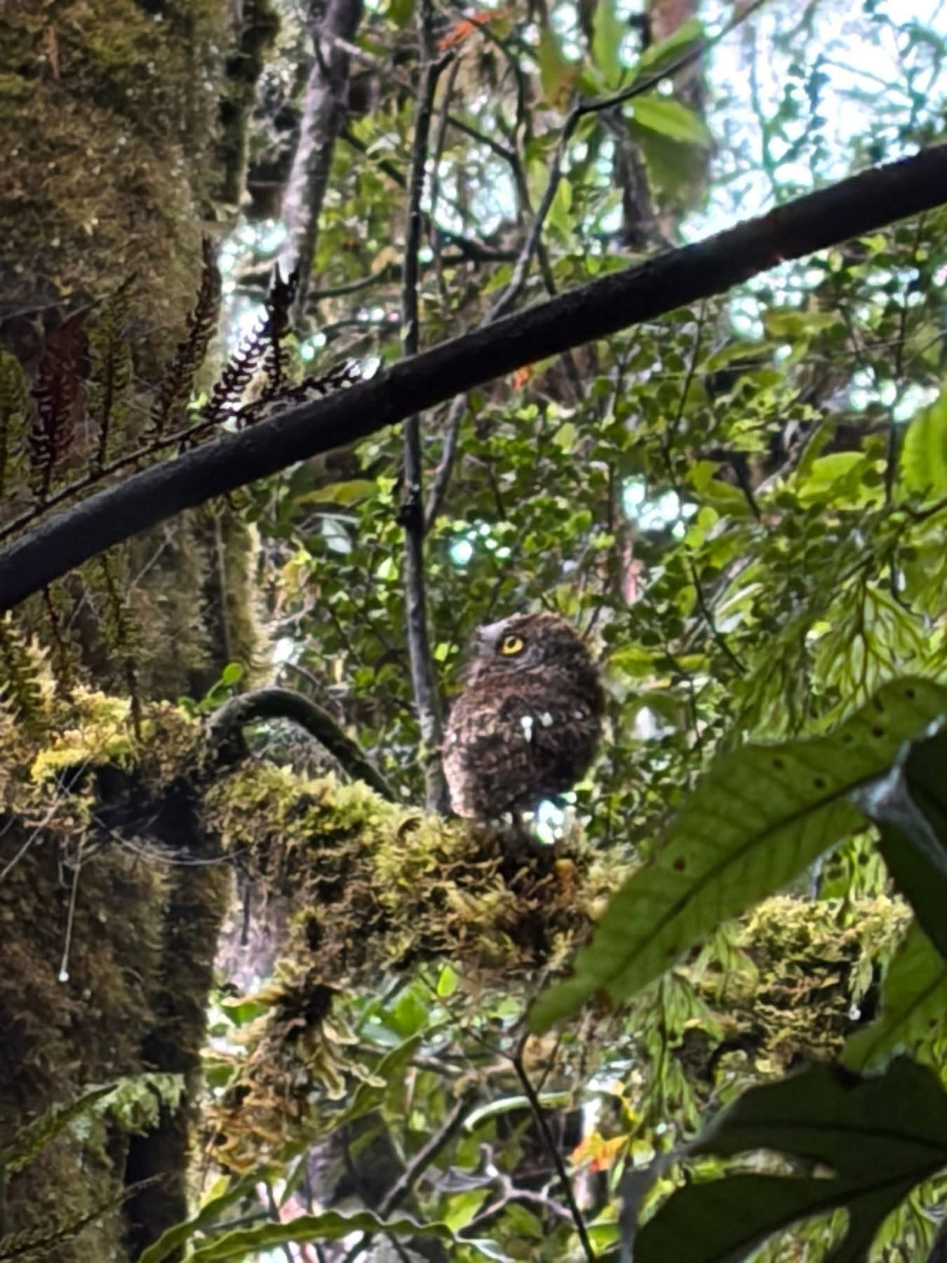 Mindanao Scops Owl (Otus mirus), photo 1