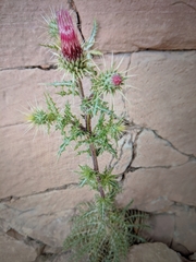Cirsium arizonicum