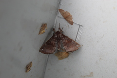 Apatelodes albipunctata