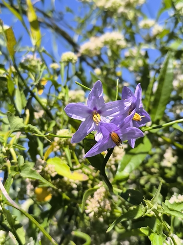 Solanum amygdalifolium, photograph 6