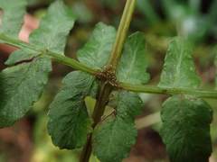 Cornopteris decurrenti-alata