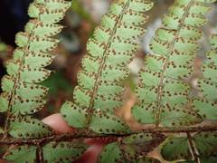 Polystichum pseudomakinoi