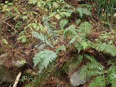 Polystichum pseudomakinoi