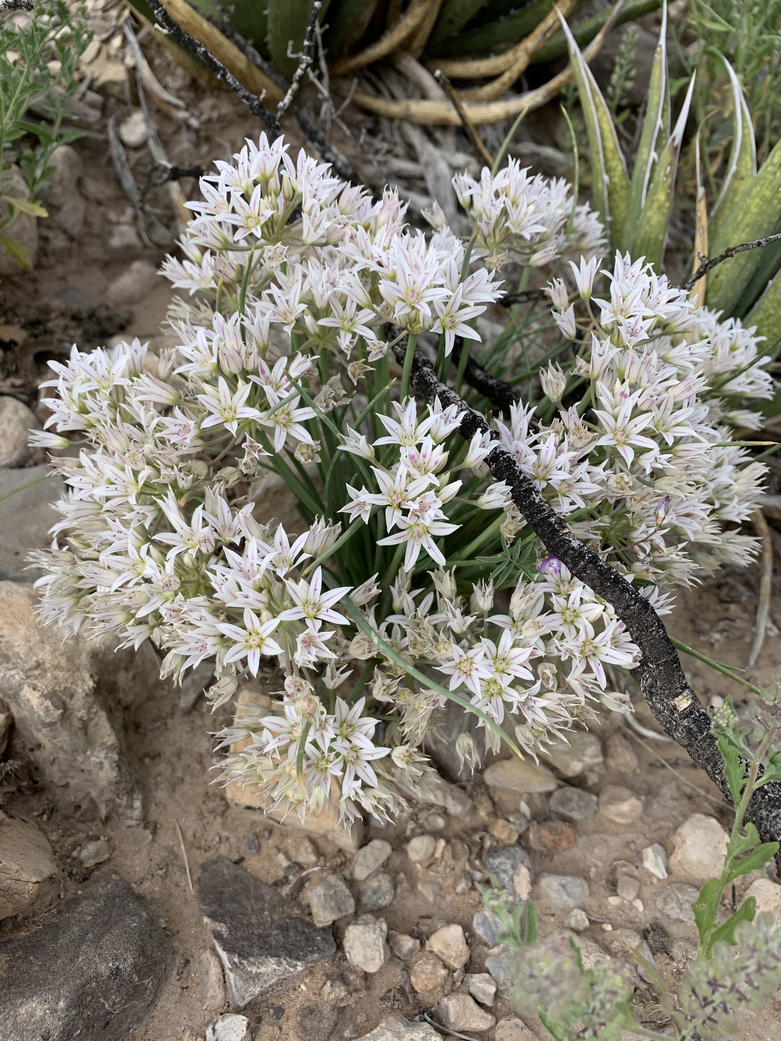 Allium macropetalum