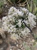Allium macropetalum - Photo (c) CK Kelly, algunos derechos reservados (CC BY), subido por CK Kelly