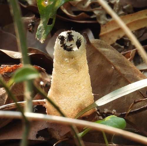 Hill Stingless Bee