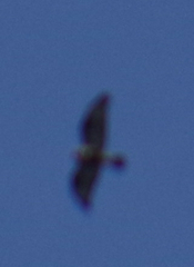 Buteo lagopus