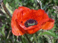 Papaver