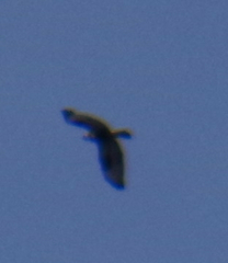 Buteo lagopus