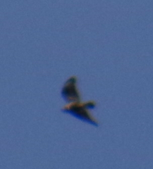 Buteo lagopus