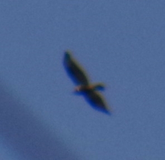 Buteo lagopus