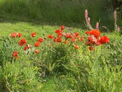 Papaver