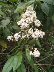 Dendrophorbium peregrinum