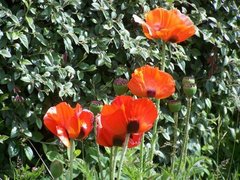 Papaver