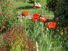 Papaver