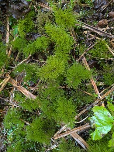 Pleuroziopsis ruthenica observed 2026-05-02