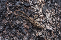 Anolis armouri