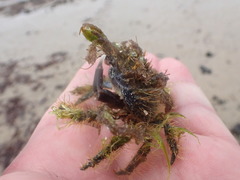 Hairy Seaweed Crab