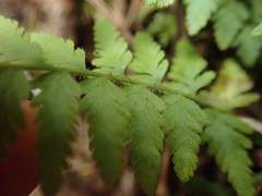 Dennstaedtia hirsuta