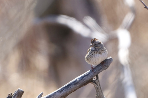 Lincoln's Sparrow
