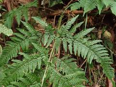 Dryopteris bissetiana