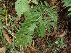 Dryopteris bissetiana