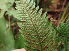 Dryopteris bissetiana