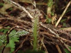 Dryopteris maximowicziana