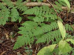 Dryopteris maximowicziana