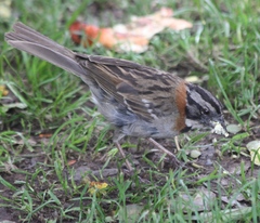Zonotrichia capensis