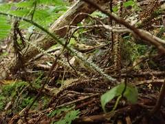 Dryopteris maximowicziana