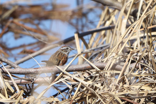 Swamp Sparrow